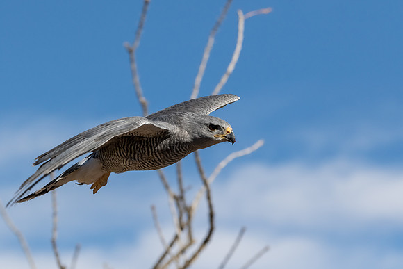 Gray Hawk