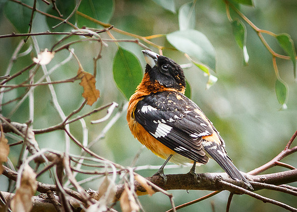 Black-headed Grosbeak - male