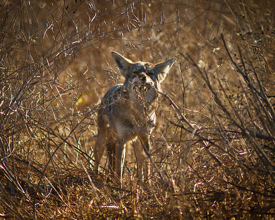Morning snack - Coyote