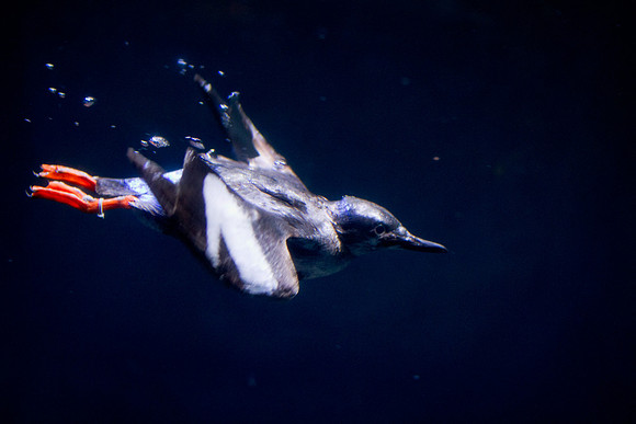 LB-Aquarium-9521
