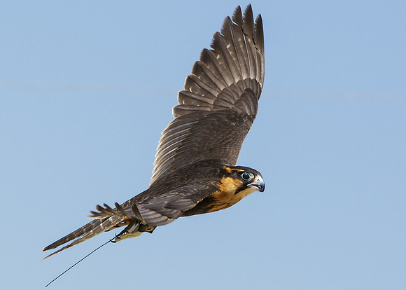 Flight of the Aplomado