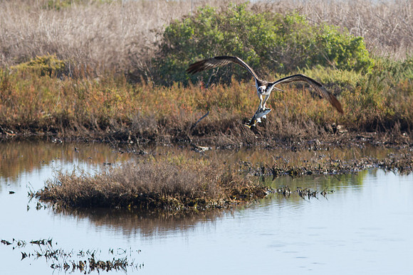 BolsaChica-Nov25-9978