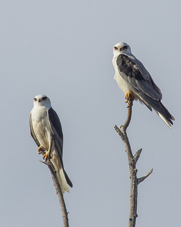 Dangerous Pair