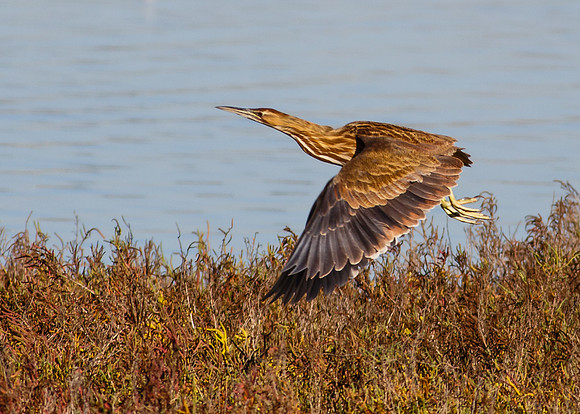 BolsaChica-2013-0645