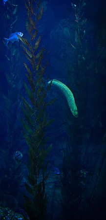 aquarium-lb-7576