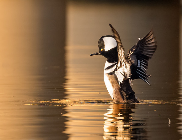 Male Hooded Merganser