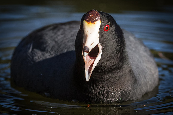 Angry bird....