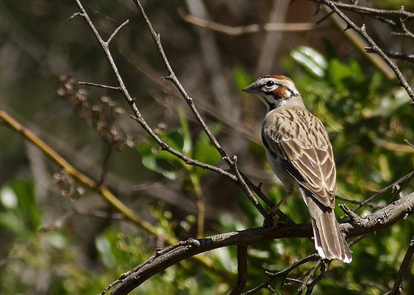 TuckerWS-2013-0636