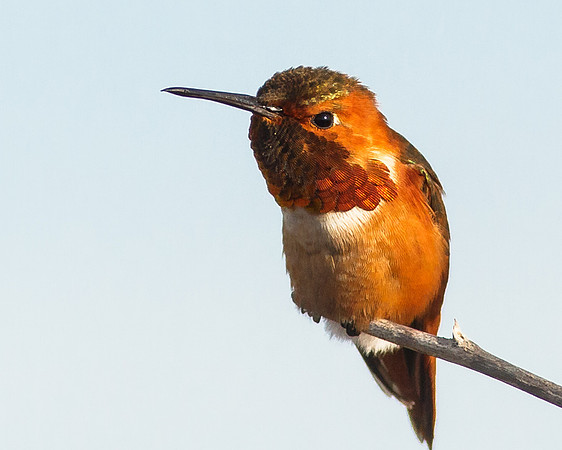 The Sentry
