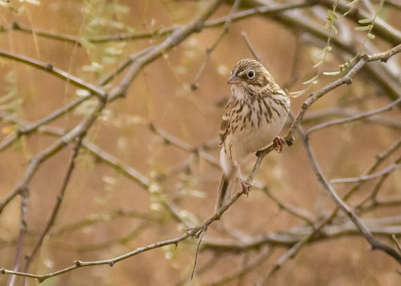 Vesper Sparrow