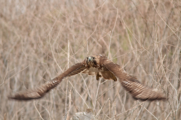 Red Tail Hawk