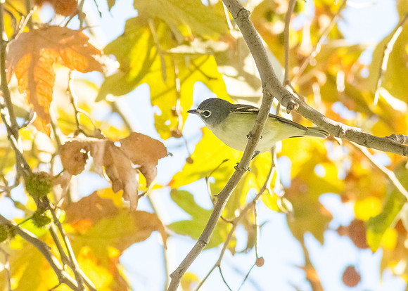 fairmountPark-2014-7771