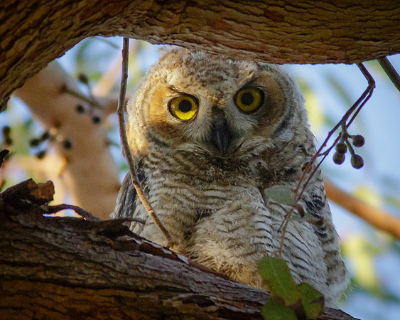 Eye see you......