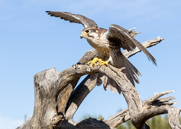 Prairie Falcon