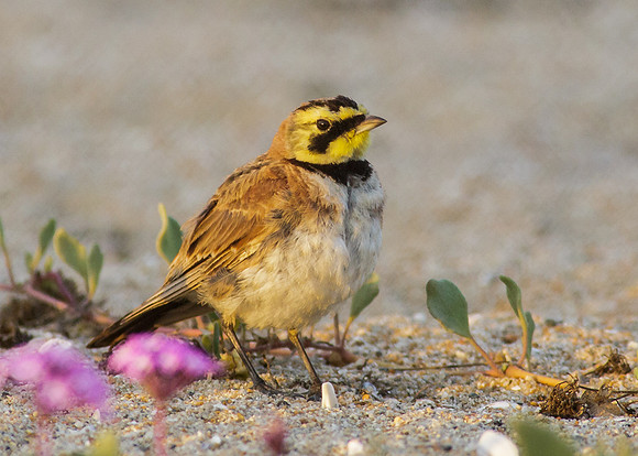 Horned Lark