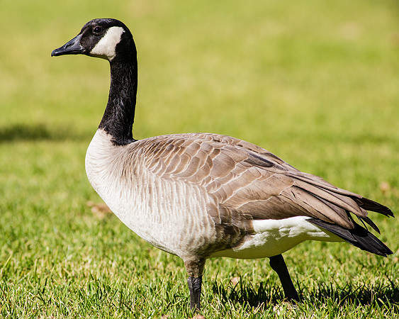 Cackling Goose