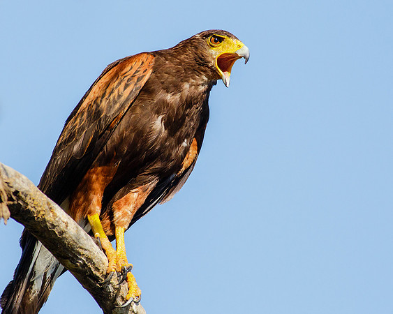 Harris's Hawk