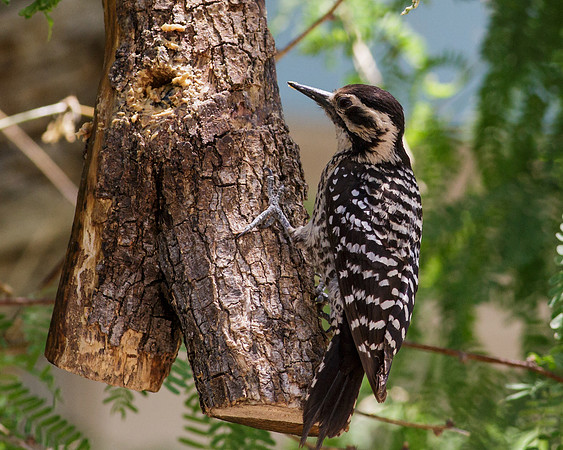 AZ-Patons2013-5966