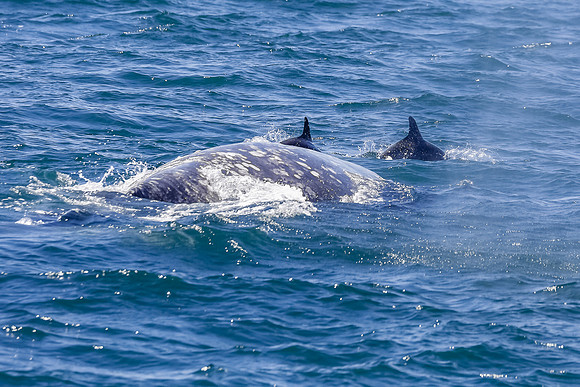 NB-whale watching-5471