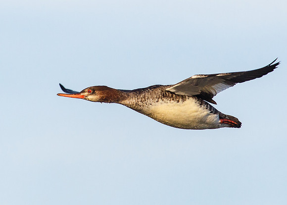 Red-Breasted Merganser