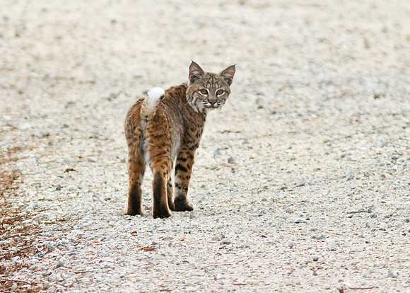 Bobcat