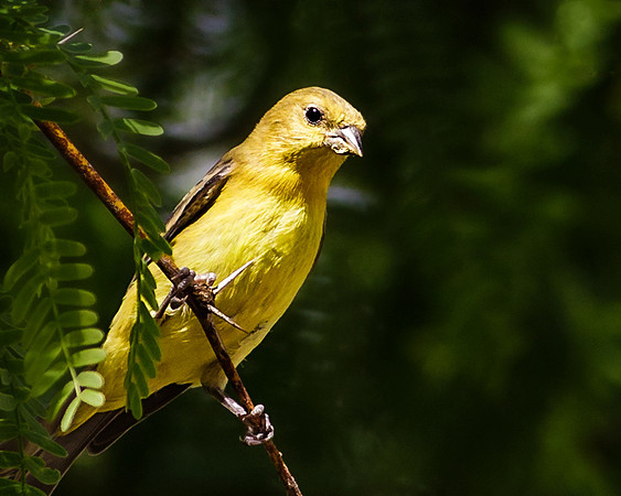 Summer Tanager - Female