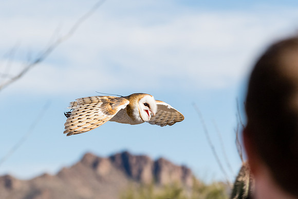 In flight song