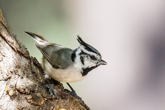 Bridled Titmouse