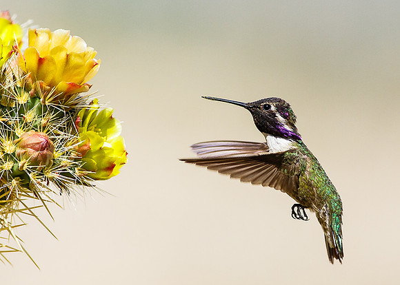 Male Costa's Hummingbird