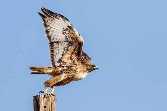 Red-tailed Launch