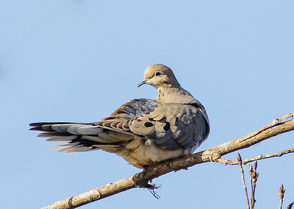Mourning Dove