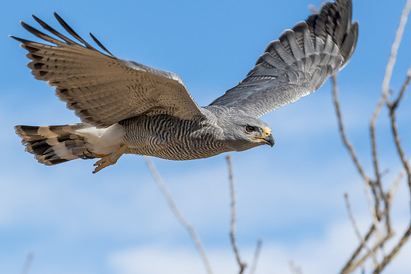 Gray Hawk