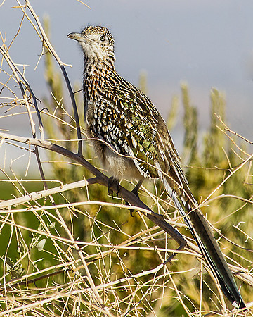 SaltonSea-13-6480-Edit
