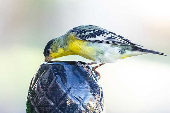 Lesser Goldfinch