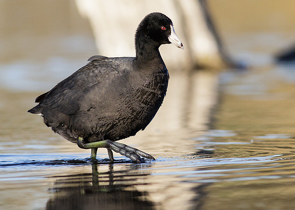 American Coot
