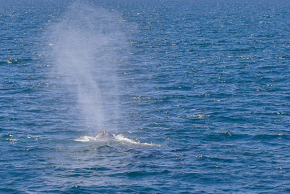 California Gray whale
