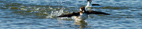 BolsaChica2011-0493