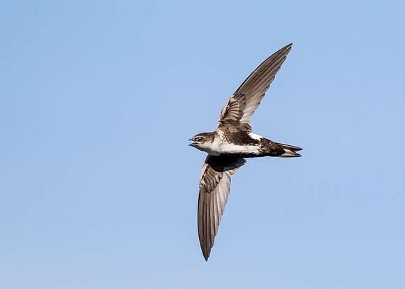 White-throated swift