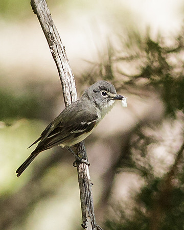 Plumbeous Vireo