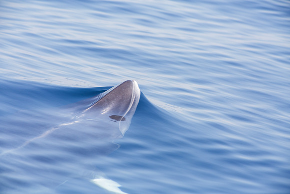 OC-Dana Point Pelagic 2014-7078-2