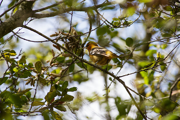 Bullocks  Oriole