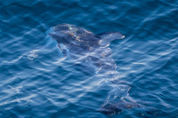 Pacific white-sided dolphin