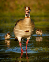 Mother Goose