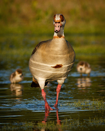 Mother Goose