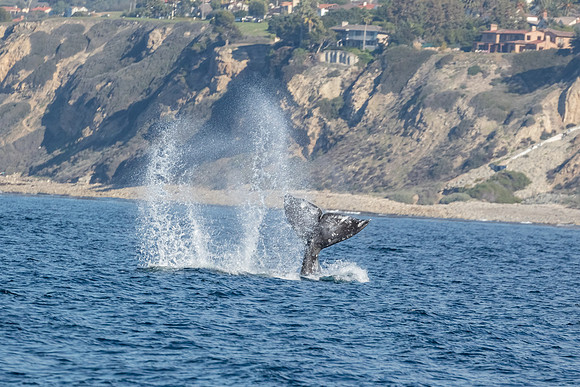 Gray Whale