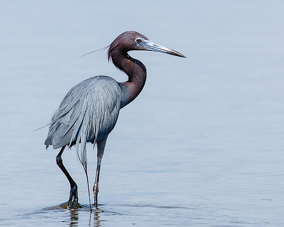 Little Blue Heron
