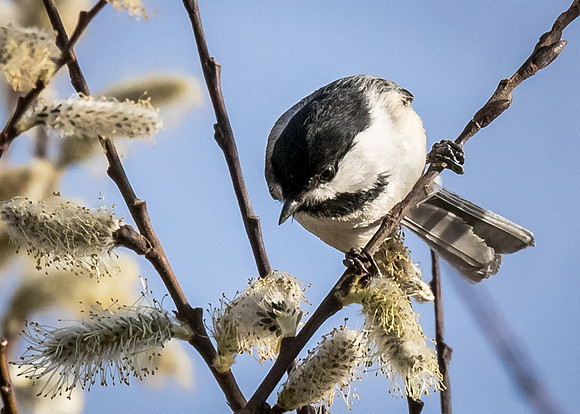 Black-capped Chickadee