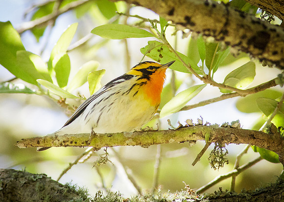 Blackburnian Warbler