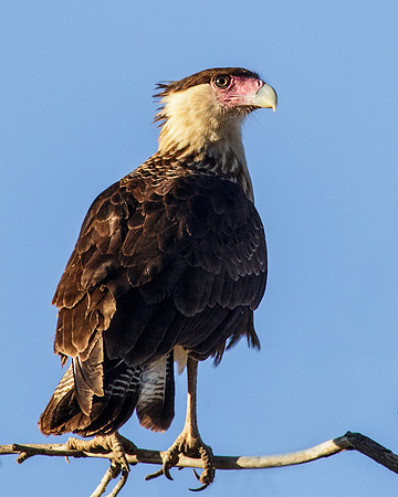 Crested Caracara