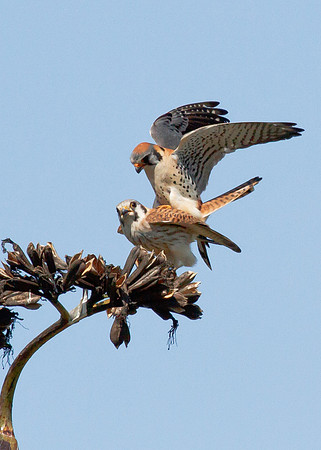Love is in the air - American Kestrel